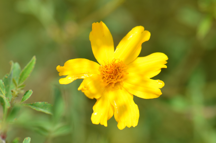 Lemmon’s Marigold is a shrub or subshrub, upright (erect) with numerous branches; plants are noticeably ill-scented. Tagetes lemmonii